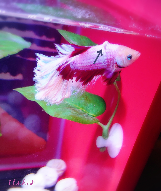 コメット ドジョウ モツゴ ヨシノボリを混泳させています コメットがポックス Yahoo 知恵袋