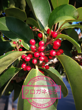 この植木は 榊 さかき でしょうか Yahoo 知恵袋