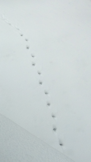 いま北海道にいるのですが 雪上にこんな足跡がありました これは Yahoo 知恵袋