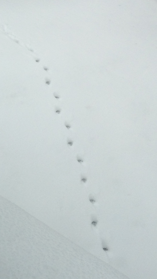 いま北海道にいるのですが 雪上にこんな足跡がありました これは Yahoo 知恵袋