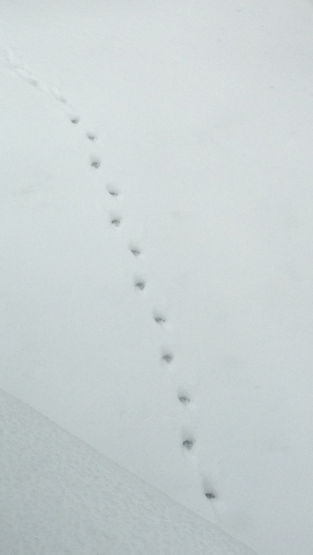 いま北海道にいるのですが 雪上にこんな足跡がありました これはキツ Yahoo 知恵袋