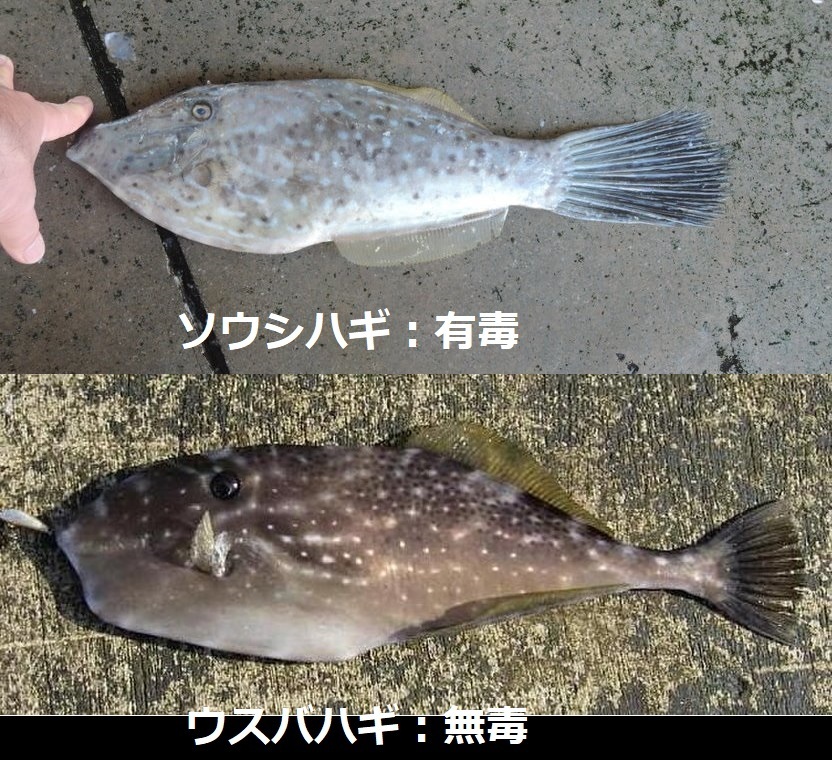 釣初心者です 江ノ島で釣った魚を調べて毒がある魚と似ていてうっかり食べてしま Yahoo 知恵袋