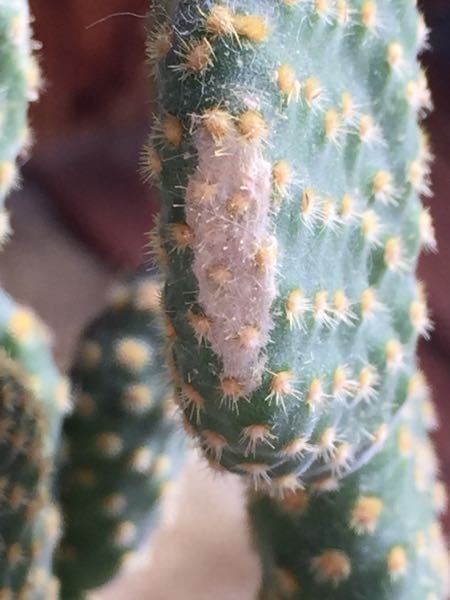 サボテン 白い斑点