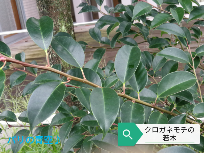 これはなんの木ですか クロガネモチの若木です Http Zas Yahoo 知恵袋