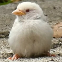 スズメの集団の中にいる 画像の白い鳥 お尻し写ってなくてなく Yahoo 知恵袋
