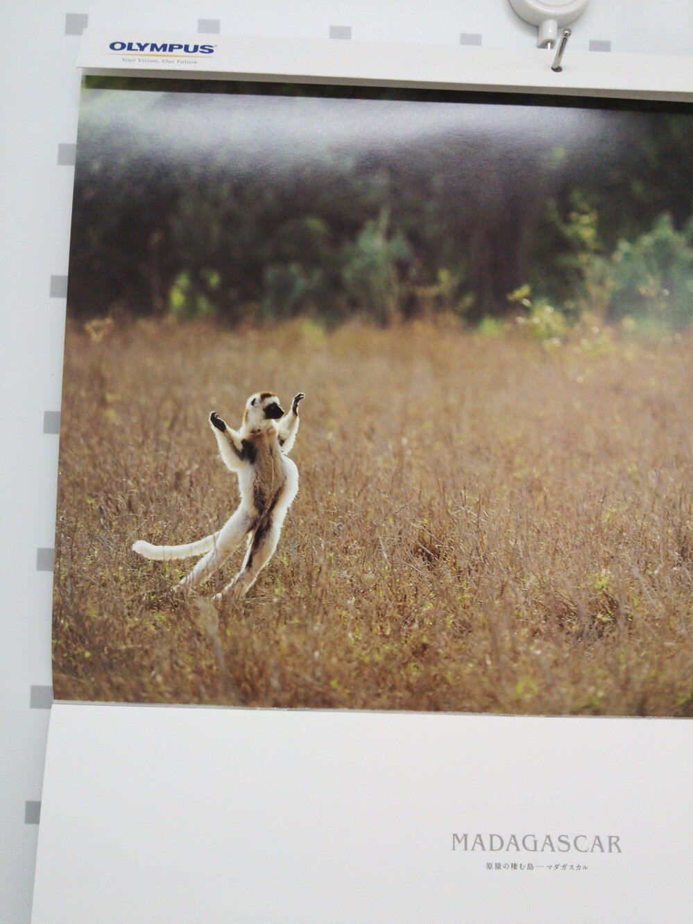 ミーアキャットの夢占いの相談です 机の下のペットの白いミーアキャッ Yahoo 知恵袋