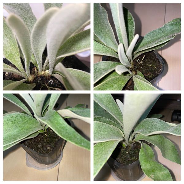 写真のビカクシダは二株ですか？ - 今日買ってきたポットのビカクシダ