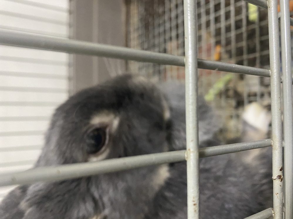 飼っているうさぎの顎の下の毛がたまに 凄い量になってご飯が食べれな Yahoo 知恵袋