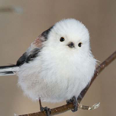 めっちゃ可愛い動物の名前を教えてください 出来れば画像付きでお願いします Yahoo 知恵袋