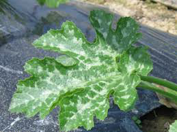 ズッキーニのメインの大きな葉っぱが白いまだら模様になっています原因と対策を教 Yahoo 知恵袋