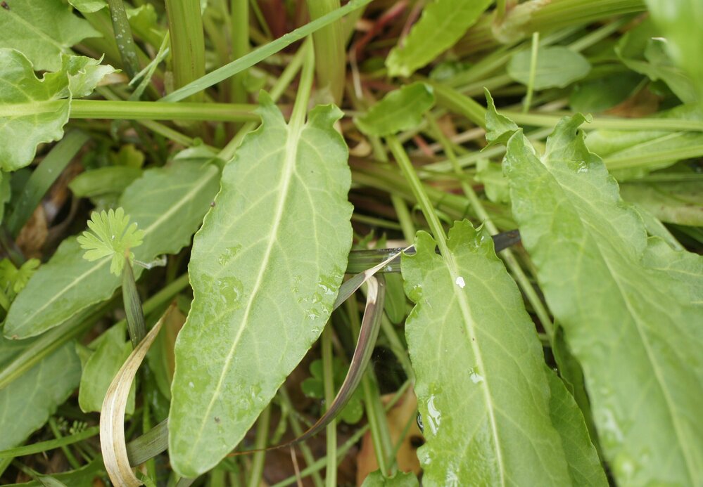 これはギシギシですか 食べるとしたら どの部分を取って食べますか 茹でる 天 Yahoo 知恵袋