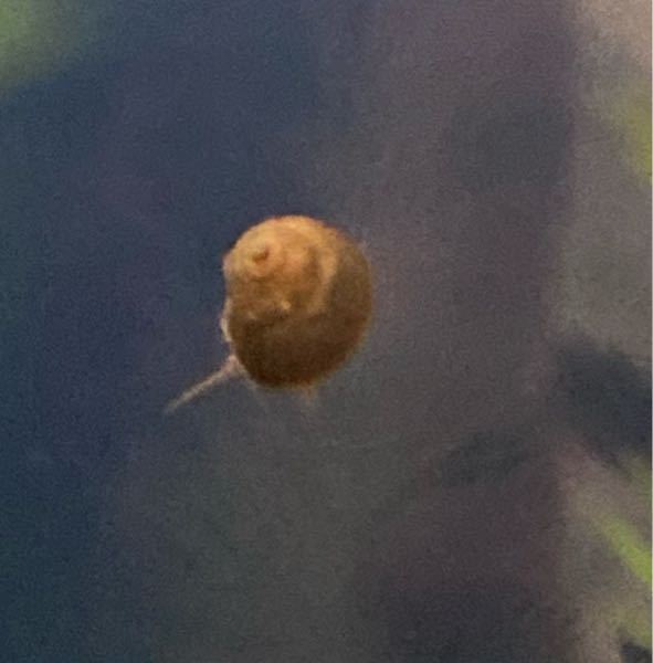 ２ 3週間くらい前に繁殖させたいためヒメタニシのメスを水槽に入れま Yahoo 知恵袋