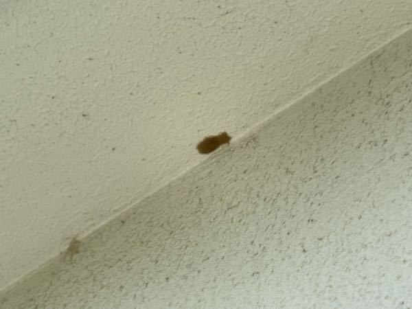 昆虫 蛾について詳しい方 お願いします 写真ありです 最近 Yahoo 知恵袋