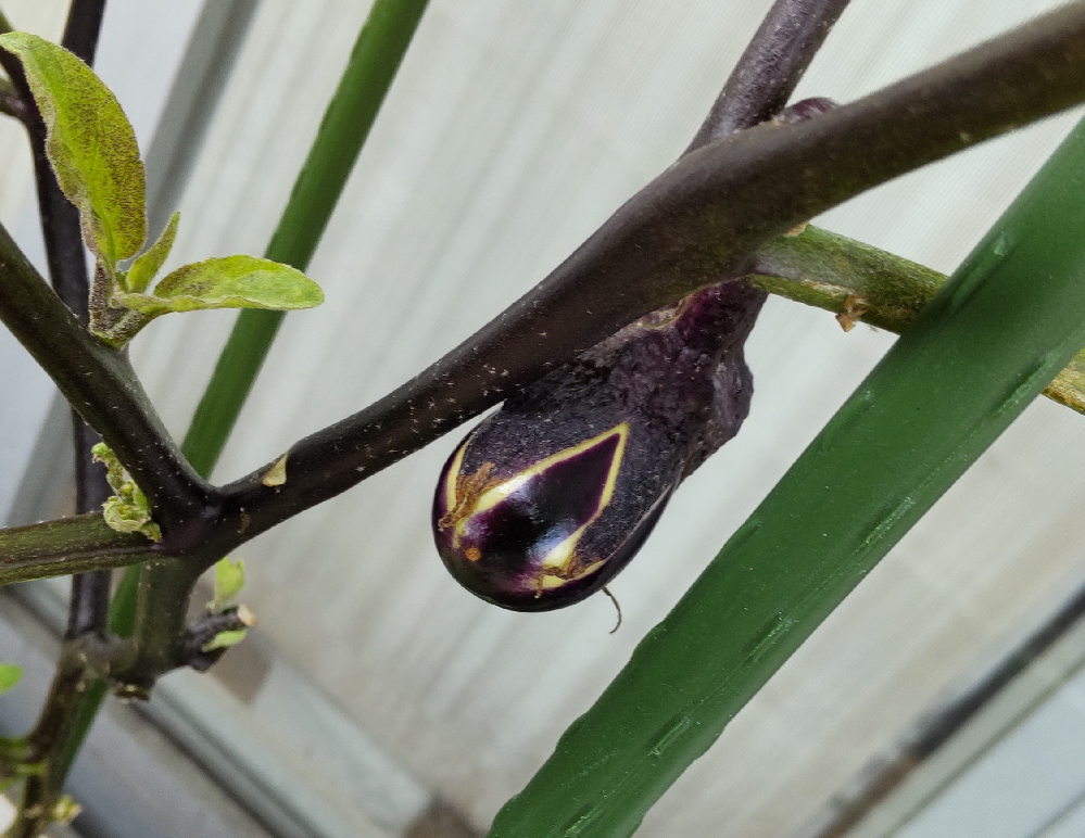 プランター菜園のナスがチャノホコリダニにやられました なんとかダニ Yahoo 知恵袋