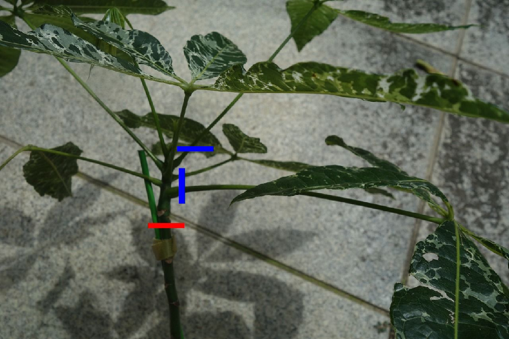 パキラなんですが 2月ごろに水挿しで発根させて 鉢に植えかえたんですが この Yahoo 知恵袋