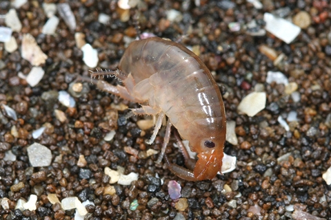 海の波打ち際にいるヨコエビのような虫はなんでしょうか 体長は10mmくらいで Yahoo 知恵袋