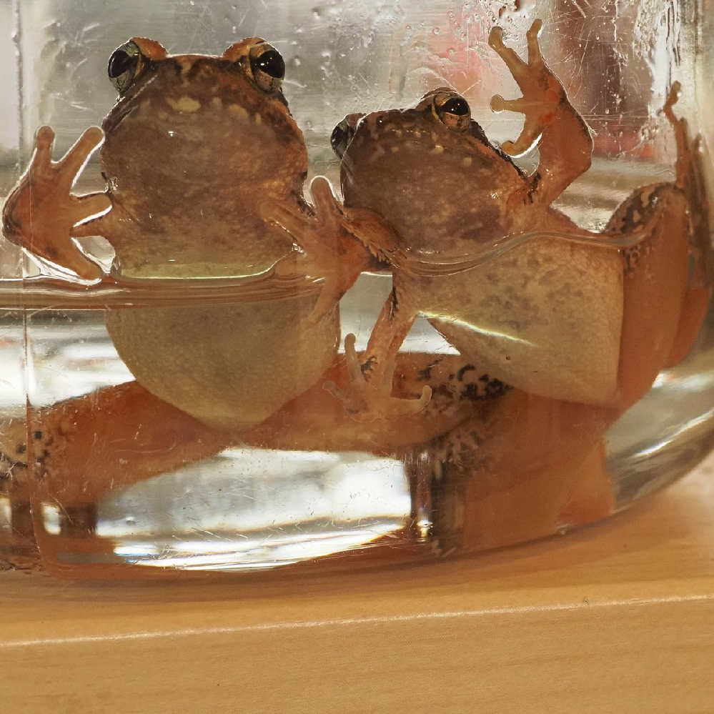 この蛙の名前はなんでしょうか 山麓でカブトムシやクワガタム Yahoo 知恵袋