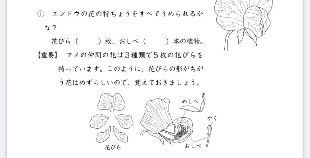 小学理科の質問です エンドウの花は閉鎖花と聞きました 閉鎖花になるのはマメ科 Yahoo 知恵袋