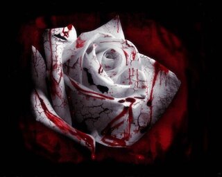 美しい血の画像ありませんか たとえば血で染められた薔薇の画像とか 血で Yahoo 知恵袋