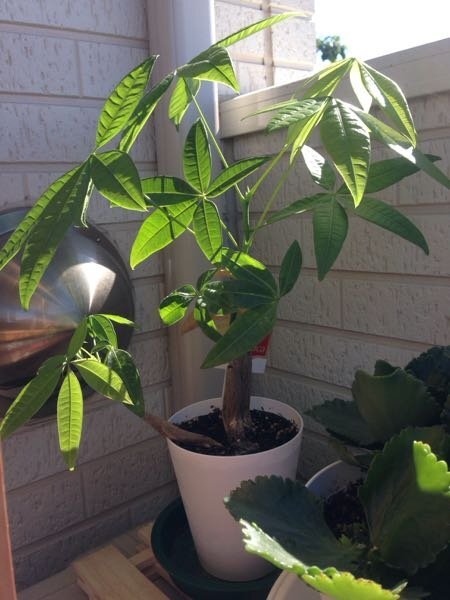 パキラをもらって育てています 黒いビニールのポットにはいっていて さらにプラ Yahoo 知恵袋