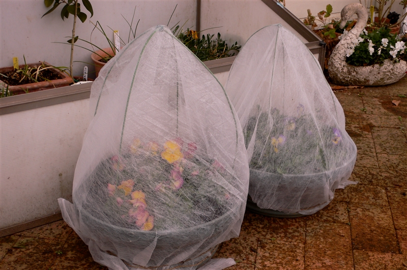 薔薇 紫陽花の真冬の管理場所について 現在 鉢植えの薔薇 冬剪定前 と紫 Yahoo 知恵袋