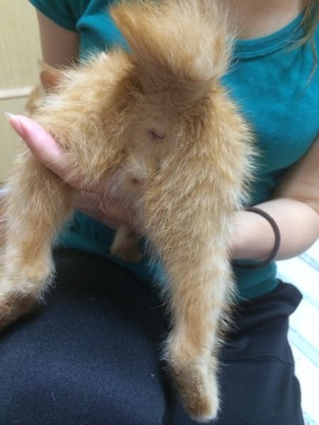 子猫の性別がわかりません 先日もらってきた子猫なのですが 性別がよくわ Yahoo 知恵袋