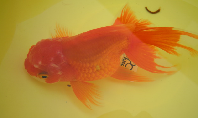 金魚の寄生虫 病気について うちのらんちゅうを覗いてみたら こ Yahoo 知恵袋