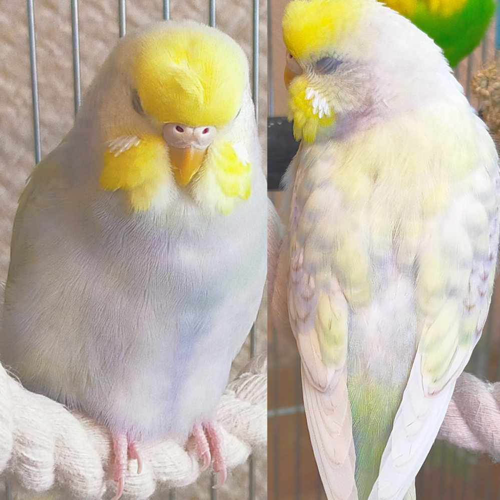 このセキセイインコの種類を教えて下さい 薄い紫色と黄色 頭に梵天 背中 Yahoo 知恵袋