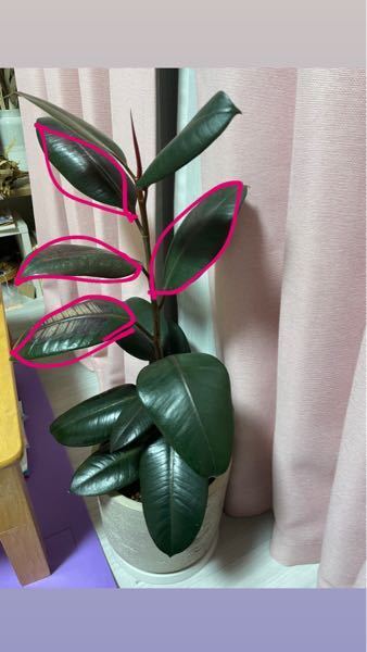 葉焼けしてしまった葉っぱを切ってしまうか迷っています 写真にあるように Yahoo 知恵袋