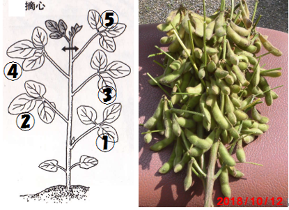 すいませんちょっと教えてください 枝豆の本葉の数え方ですが 根元から少し上が Yahoo 知恵袋