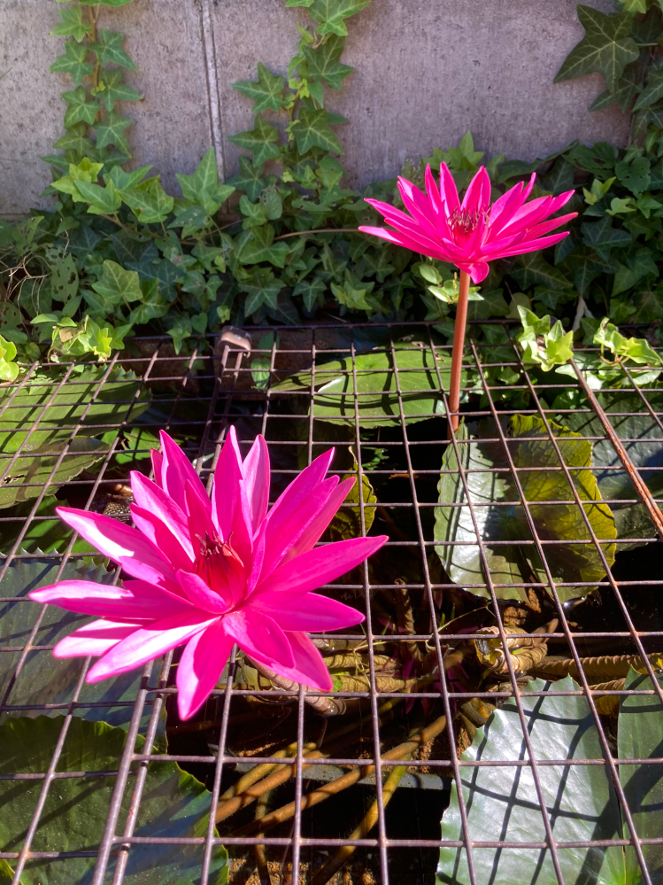 カミハタのニムふぁというニムファの球根が種類ランダムで3つ入っているのを購入 Yahoo 知恵袋