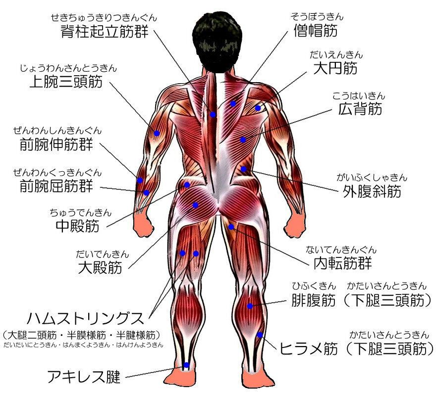 家でできる背筋を鍛える自重筋トレとはなんですか ＞家でできる背筋を鍛える... Yahoo!知恵袋