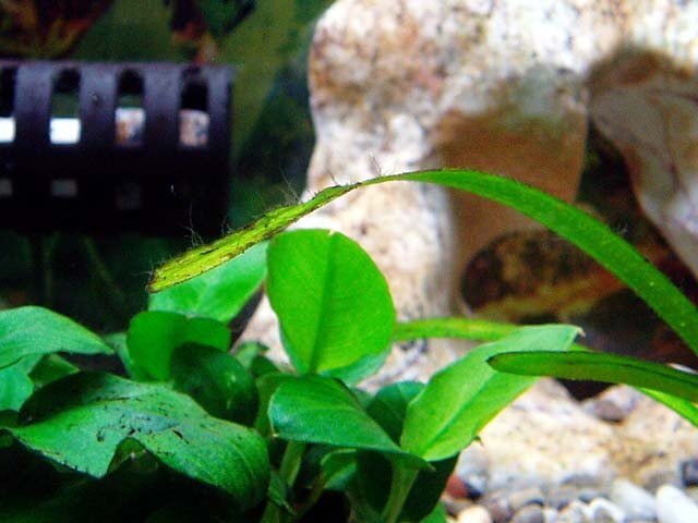 糸状の苔の駆除方法について水槽に糸状の苔が生えてしまいました 水草や流木シャ Yahoo 知恵袋