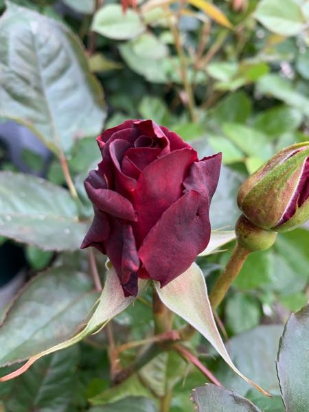 流通無しの激レア種　バラ苗　　黒赤　切り花品種　　1株のみ Yahoo オークション 黒薔薇 品種 一覧 希少バラ苗 黒赤紫 切り花品種 超強
