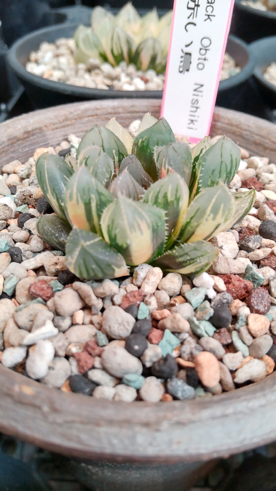 ブラックオブツーサ錦の赤斑部分の色が褪せ、黄色っぽくなってきました