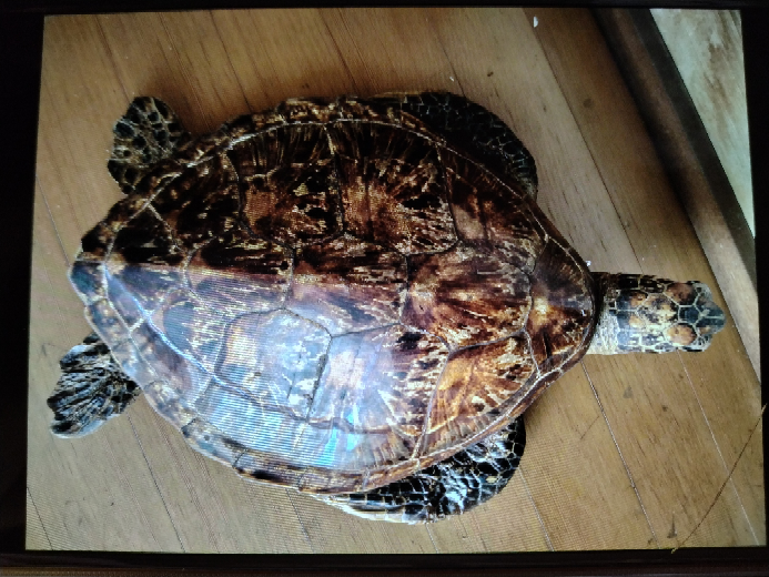 古代ギリシャ最古！アイギナ ウミガメ【VG 3/5 3/5 NGC】海亀 スタテル