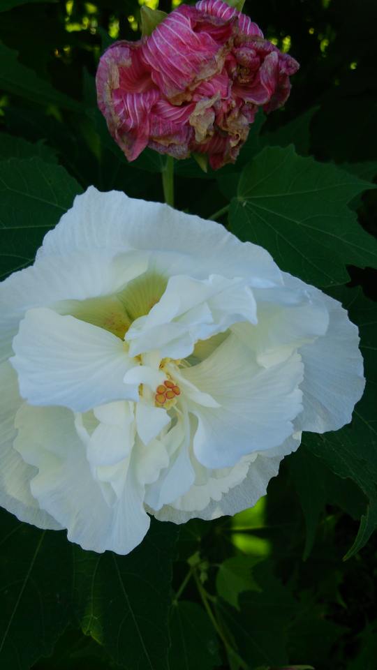 この花は酔芙蓉であっていますか 白い花がちらほら混じっている Yahoo 知恵袋