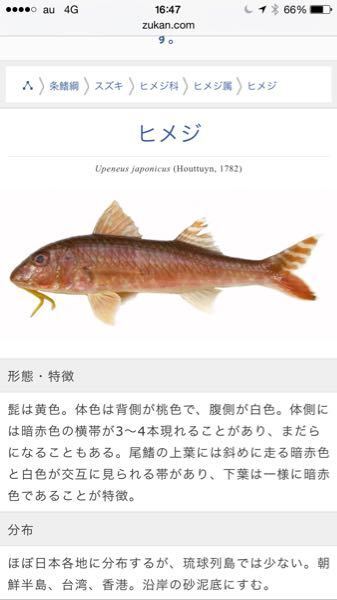 海で釣れました この魚はなんでしょうか アゴの下に黄色いヒゲのようなものを出 Yahoo 知恵袋