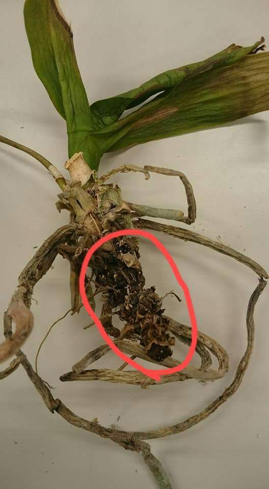 写真は胡蝶蘭です 状態を見るために掘り起こしてみました根はほとんど Yahoo 知恵袋