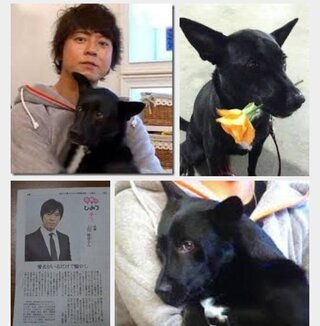 この犬の犬種は 雑種を里犬でもらってきたんですが 現在満1歳くらい 甲斐犬 Yahoo 知恵袋