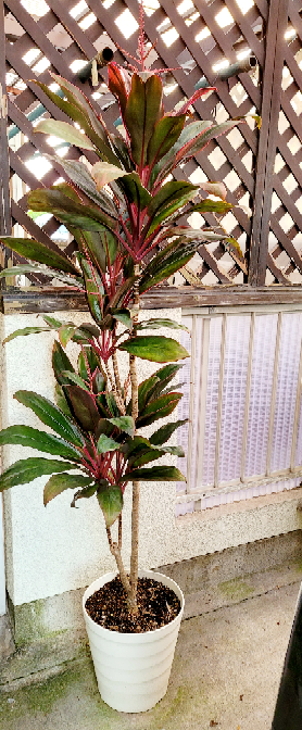 ドラセナパープルコンパクタという観葉植物の育て方についてお聞きし