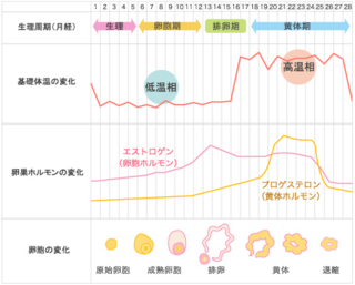 黄体ホルモン値について教えてください 高温期4日目ぐらいに黄体ホルモンの検査 Yahoo 知恵袋