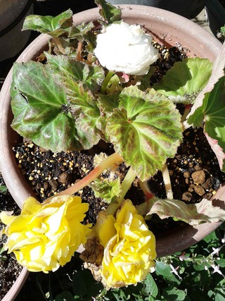 フォーチュンベゴニア 球根 の冬の間の管理の仕方で教えて頂きたい事があります Yahoo 知恵袋