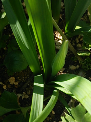 スイセンとかヒガンバナ科の植物の花は 葉から直接蕾 ツボミ が急に膨らむんで Yahoo 知恵袋