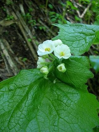 北海道でサンカヨウが見れる場所ありませんか 札幌市砥石山の中ノ沢コース Yahoo 知恵袋