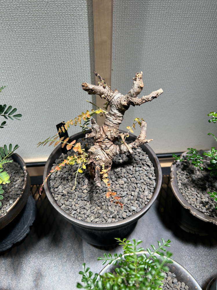 塊根植物の育成初心者で、ボスウェリア・ネグレクタについての質問です