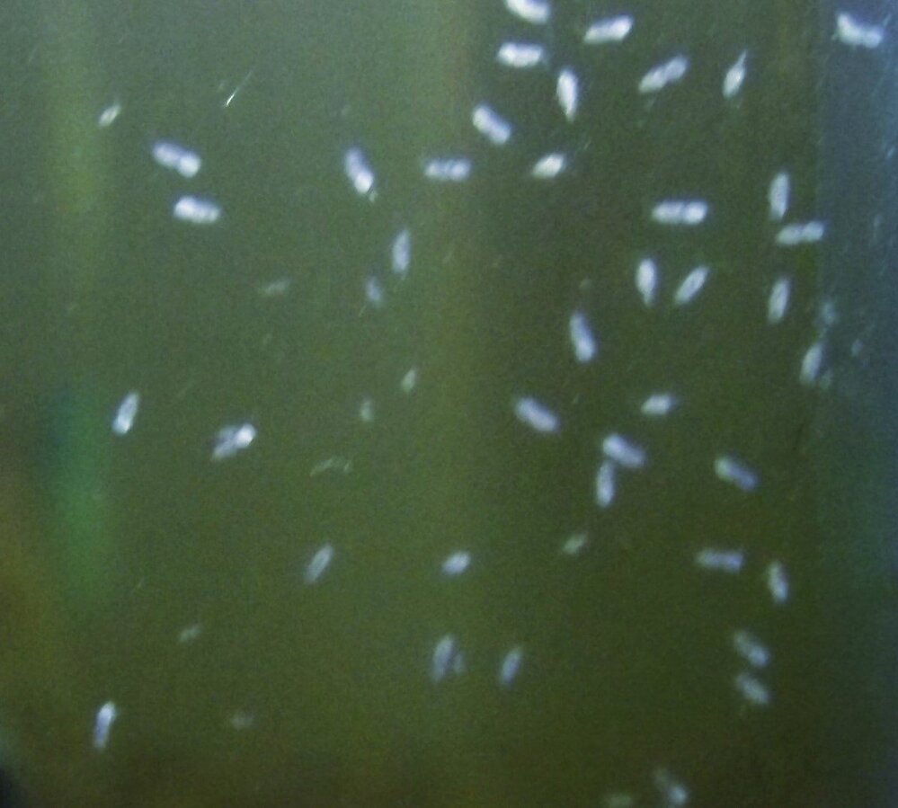 今年の夏に浜名湖で息子が拾ってきたヤドカリを飼育しているのですが今日 Yahoo 知恵袋