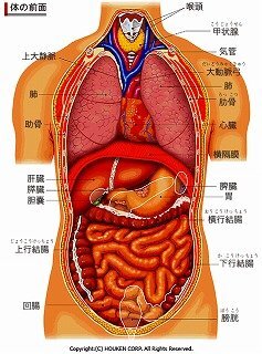 右胸と左胸の間に内臓ってありますか 心臓は左ですよね ちょうど真ん中の内 Yahoo 知恵袋