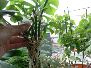 切り花屋で売られていた斑入りモンステラを購入しました 水に挿してたら根は出るで Yahoo 知恵袋