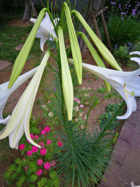 自宅の庭に自然に咲いたユリですが この球根は食べれますか 市販で売られている Yahoo 知恵袋